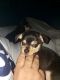 Chihuahua Puppies for sale in Kissimmee, FL 34746, USA. price: $350