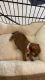 Chihuahua Puppies for sale in Kissimmee, FL, USA. price: $400