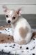 Adorable Chihuahuas puppies Available