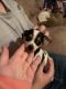 Chihuahua Puppies for sale in Marianna, FL, USA. price: NA