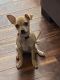 Chihuahua Puppies for sale in Altamonte Springs, FL 32701, USA. price: NA