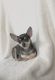 Chihuahua Puppies for sale in Shamokin, PA 17872, USA. price: NA