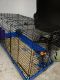 Chinchilla Rodents for sale in Freeport, MI 49325, USA. price: NA