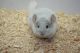 Chinchilla Rodents for sale in Lansing, MI, USA. price: NA