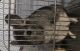 Chinchilla Rodents for sale in 1319 Knotty Pine Way, Knoxville, TN 37920, USA. price: NA