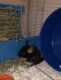 Chinchilla Rodents for sale in Centreville, VA 20121, USA. price: NA