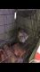 Chinchilla Rodents for sale in Muskegon, MI 49442, USA. price: NA