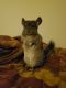 Chinchilla Rodents for sale in Lake Forest, CA, USA. price: NA