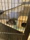Chinchilla Rodents for sale in Grand Island, NY, USA. price: NA
