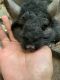 Chinchilla Rodents for sale in Knoxville, TN, USA. price: NA