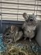 Chinchilla Rodents for sale in Nashville, TN, USA. price: NA