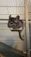 Chinchilla Rodents for sale in Avon, OH 44011, USA. price: NA