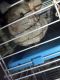 Chinchilla Rodents for sale in Palmer, AK 99645, USA. price: NA