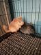 Chinchilla Rodents for sale in Romulus, MI, USA. price: $300