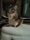 Chinchilla Rodents for sale in El Segundo, CA 90245, USA. price: $200