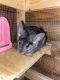 Chinchilla Rodents for sale in Fort Worth, TX, USA. price: $150