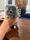 Chinchilla Rodents for sale in McMurray, PA, USA. price: $100