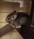 Chinchilla Rodents for sale in Elk River, MN 55330, USA. price: $85