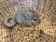 Chinchilla Rodents for sale in Houston, TX, USA. price: $210
