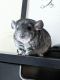 Chinchilla Rodents for sale in Fairfax, VA, USA. price: $250