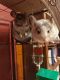 Chinchilla Rodents for sale in Whitewater, WI 53190, USA. price: NA