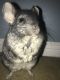 Chinchilla Rodents for sale in Trabuco Canyon, CA, USA. price: NA
