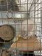 Chinchilla Rodents for sale in South Coast Metro, Santa Ana, CA, USA. price: NA
