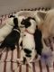 Chinese Crested Dog Puppies for sale in Tampa, FL, USA. price: $1,000