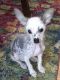 Chinese Crested Dog Puppies for sale in Boca Raton, FL, USA. price: $2,200