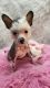 Chinese crested hairless female puppy