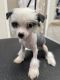 Chinese Crested Dog Puppies for sale in Murfreesboro, TN, USA. price: NA