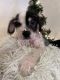 Chinese Crested Dog Puppies for sale in Taylor, MI 48180, USA. price: NA