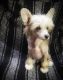 Chinese Crested Dog Puppies for sale in Henderson, KY 42420, USA. price: NA