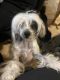 Chinese Crested Dog Puppies for sale in Greeley, CO, USA. price: NA