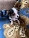 Chinese Crested Dog Puppies for sale in Fort Wayne, IN, USA. price: NA