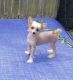 Chinese Crested Dog Puppies for sale in Seven Springs, NC 28578, USA. price: $2,500