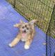 Chinese Crested Dog Puppies for sale in Seven Springs, NC 28578, USA. price: $150,000