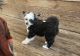 Chinese Crested Dog Puppies for sale in Beaufort, North Carolina. price: $1,200