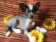 Chinese Crested Dog Puppies for sale in San Francisco, CA, USA. price: NA