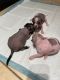 Chinese Crested Dog Puppies for sale in Miami, FL 33165, USA. price: $1,300