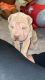 For sale Chinese sharpei puppies