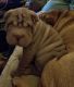 dynamic Chinese Shar-Pei Puppies