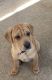 Chinese Shar Pei Puppies for sale in Oswego, NY, USA. price: $800