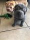 Lovely Chinese Shar-Pei Puppies