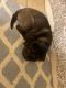 Miniature Chinese Shar - Pei for Sale