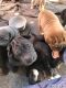 Chinese Shar Pei Puppies for sale in Los Angeles, CA, USA. price: NA
