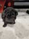 Chinese Shar Pei Puppies for sale in West Palm Beach, FL, USA. price: $950