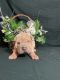 Chinese Shar Pei Puppies for sale in Los Angeles, CA, USA. price: $900