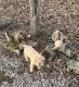 Chinese Shar Pei Puppies for sale in Brodhead, KY, USA. price: $1,200