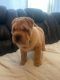 Chinese Shar Pei Puppies for sale in Brea, CA, USA. price: $2,500